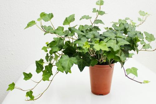 植物冠層分析儀